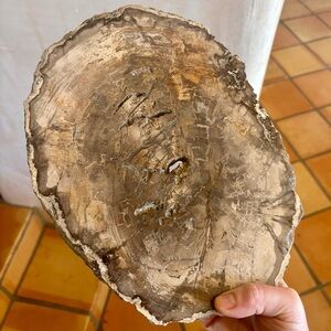 🌲 Petrified Wood Slab – Natural Fossilized Tree Slice – Polished Face 🌎